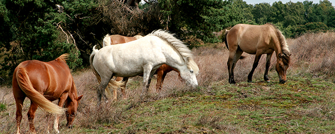 Wilde paarden in het gras